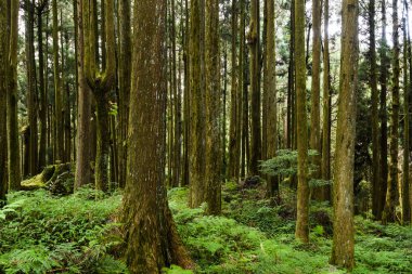Chiayi, Tayvan 'daki Alishan Ormanı Dinlenme Alanı' ndaki güzel yeşil orman..