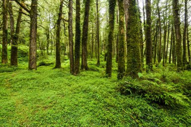 Chiayi, Tayvan 'daki Alishan Ormanı Dinlenme Alanı' ndaki güzel yeşil orman..