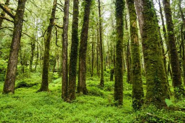 Sabahları güzel yeşil orman. Alishan Ormanı Chiayi, Tayvan 'da..