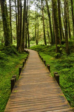 Yeşil ormandaki odun geçidi Chiayi, Tayvan 'daki Alishan Orman Dinlenme Alanı..