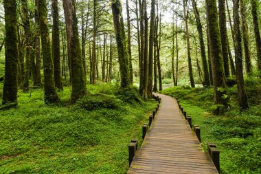 Yeşil ormandaki odun geçidi Chiayi, Tayvan 'daki Alishan Orman Dinlenme Alanı..