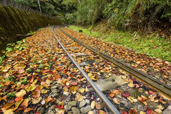 The railway is covered with maple leaves, Alishan Forest Railway.  Alishan Forest Recreation Area in Chiayi, Taiwan.