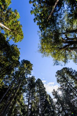 Chiayi, Tayvan 'daki Alishan Orman Dinlenme Bölgesi' nde mavi gökyüzü ve bulutlu yeşil ormanın alçak açılı görüntüsü.