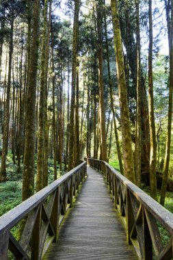 Yeşil ormandaki odun geçidi Chiayi, Tayvan 'daki Alishan Orman Dinlenme Alanı..