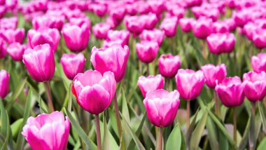 Bahçede büyüyen güzel lalelerin manzarası.