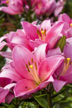 Bahçedeki pembe zambak çiçeği, Lily joop çiçekleri, Lilium oriental joop.