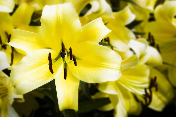 Pink lily flower in the garden, Lily joop flowers, Lilium oriental joop.