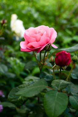 Botanik garden.gardening arka planda pembe ve kırmızı güller