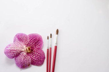 pembe çiçekli beyaz arka plan üzerinde izole kırmızı boya fırçaları yakın çekim. Boya için tablo. metin