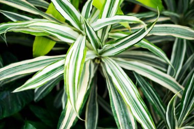 Tropikal yapraklar, koyu yeşil yapraklar, soyut doğa arka planı