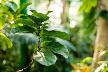 Tropikal yaprak ve çiçek yapılmış yaratıcı doğa düzeni. Düz yatıyordu. Yaz konsepti.