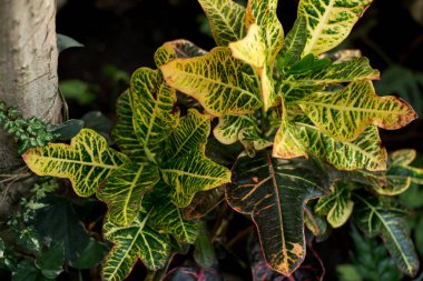 Tropikal yaprak ve çiçek yapılmış yaratıcı doğa düzeni. Düz yatıyordu. Yaz konsepti.