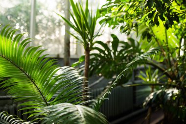 Tropikal yaprak ve çiçek yapılmış yaratıcı doğa düzeni. Düz yatıyordu. Yaz konsepti.