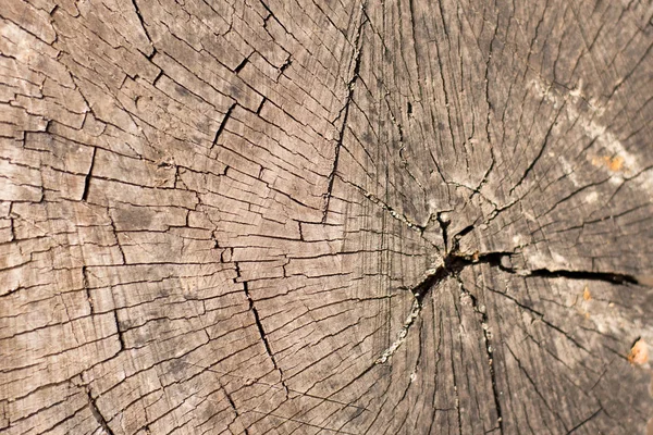Reliefstruktur der braunen Rinde eines Baumes mit grünem Moos darauf. horizontales Foto einer Baumrindenstruktur. Relief kreative Textur einer alten Eichenrinde. — Stockfoto