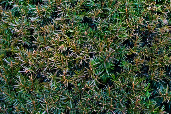 Hojas tropicales, follaje verde oscuro, fondo de naturaleza abstracta —  Fotos de Stock