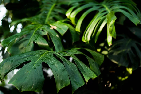 Kreatywny układ tropikalnych zielonych liści. Wiosenna koncepcja natury. Układy płaskie. — Zdjęcie stockowe
