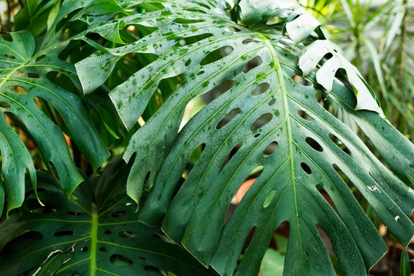 創造的な熱帯緑の葉のレイアウト。自然の春のコンセプト。平敷. — ストック写真