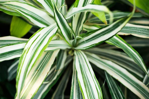 Layout de natureza criativa feito de folhas e flores tropicais. Deitado. Conceito de verão . — Fotografia de Stock