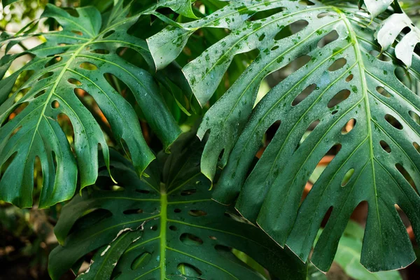 어두운 배경에 있는 열 대의 푸른 잎, 자연의 여름 식물 개념 — 스톡 사진