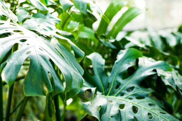 Tvůrčí povahy rozložení tropických listů a květin. Byt leží. Letní koncept. — Stock fotografie
