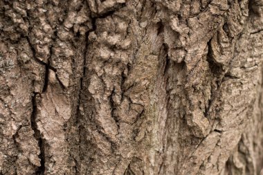 Ağaç kabuğu dokusu doğada tam kare