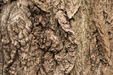 Ağaç kabuğu dokusu doğada tam kare