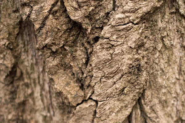 シームレスな木の樹皮の背景。古い木の茶色のテーブルテクスチャ. — ストック写真