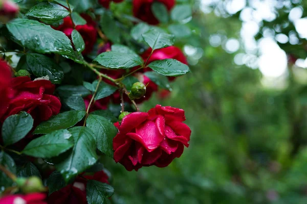 Beautiful red rose with water drops after rain in the garden — Stock Photo, Image