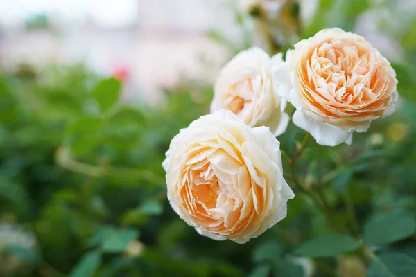 Three Light Orange Wild Roses Branch Garden — Stock Photo, Image