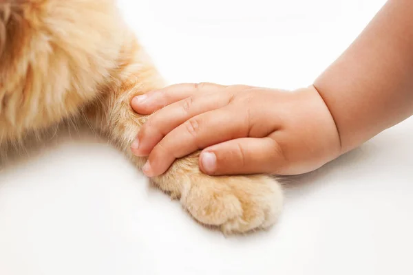 Nahaufnahme Der Kinderhand Auf Katzenpfote Auf Weißem Hintergrund — Stockfoto