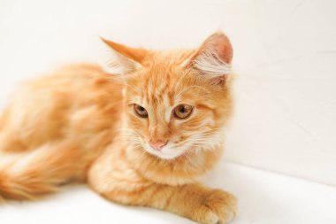 Beyaz arka planda yatan sevimli kızıl kedi.,