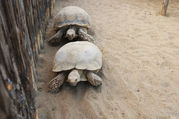 Hayvanat bahçesindeki büyük kaplumbağalar..