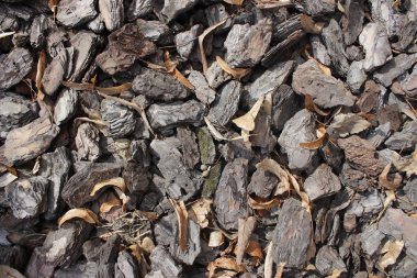 Ağaç kabuğu arka plan kesmek