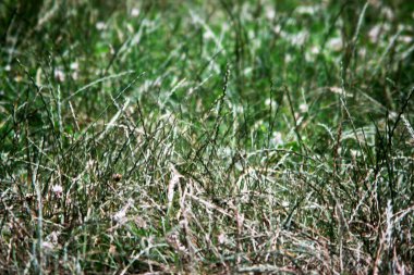 Bulutlu bir havada çim