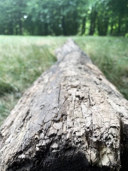 Vieux Tronc Trouve Sur Herbe Dans Forêt — Photo