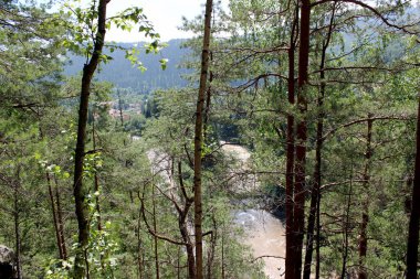 Karpatların doğası. Bir dağ nehrinin üst manzarası.