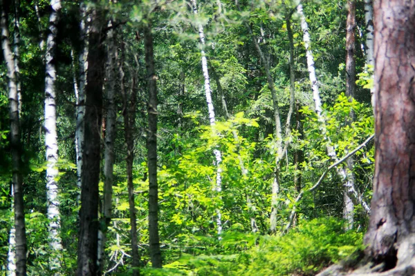 Sunlight Forest Trunks Young Birches — Stock Photo, Image