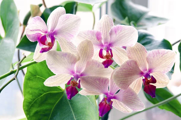 Pembe benekli Orkide Bahçe Şubesi