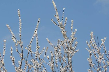 Bahar bahçe içinde kayısı Şubesi çiçeklenme