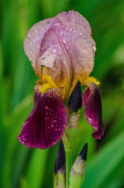 Yağmur damlalarıyla sakallı iris çiçeğinin (Iris Germanica) yakın çekimi. Sarı ve mor zambaklar bir bahçede yetişiyor..