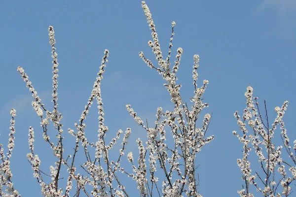 Bahar bahçe içinde kayısı Şubesi çiçeklenme