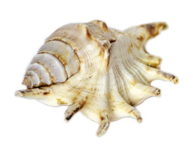 Deniz kabuğu beyaz arkaplanda izole edilmiş, kapat