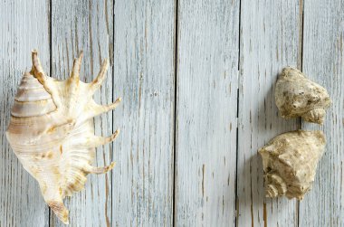 kabukları üzerinde bir açık renkli üstten görünüm tasarlamak