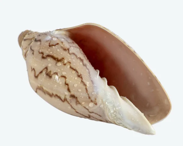 Conch cockleshell é isolado no fundo branco, close-up — Fotografia de Stock