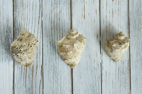 kabukları üzerinde bir açık renkli üstten görünüm tasarlamak