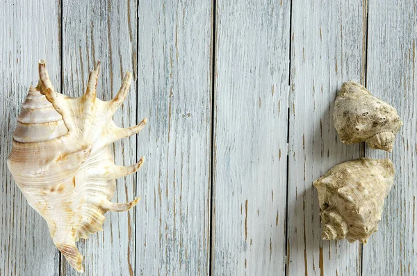 kabukları üzerinde bir açık renkli üstten görünüm tasarlamak