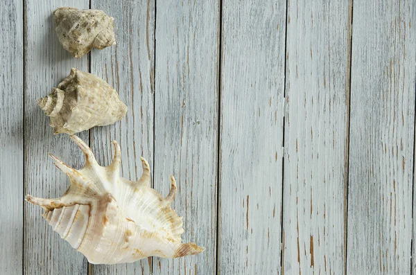 Seashells on a light background top view copyspace — Stock Photo, Image