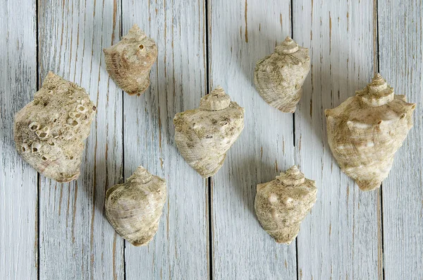 kabukları üzerinde bir açık renkli üstten görünüm tasarlamak