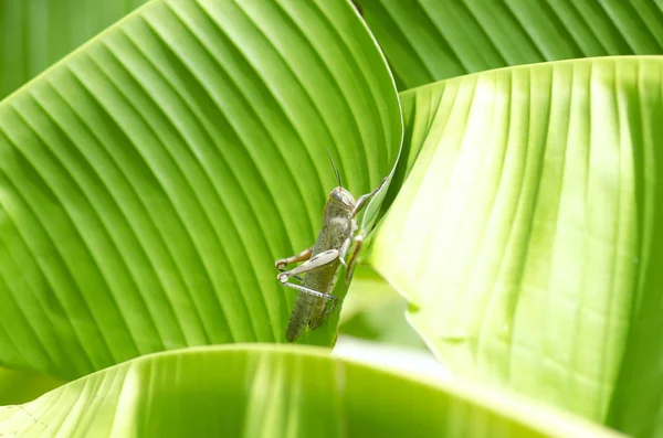 A grasshopper lives on a banana leaf — Stock Photo, Image