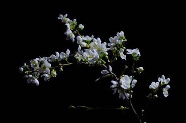 Dallarda beyaz erik çiçekleri ve çiçek tomurcukları var, çiy kadar, arka plan siyah ve yeşildir..